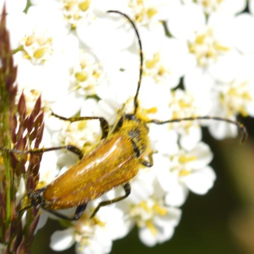 Réf. 316 597 : Stictoleptura sp.